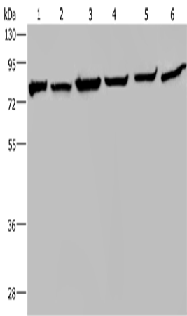 Anti-Human/Mouse/Rat HSPA9 Antibody - ABMIUM