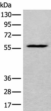 Western blot analysis of HEPG2 cell lysate using LDHD Polyclonal Antibody at dilution of 1:400