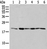 Western blot analysis of 293T cell Human testis tissue Jurkat and A549 cell using EEF1E1 Polyclonal Antibody at dilution of 1:300