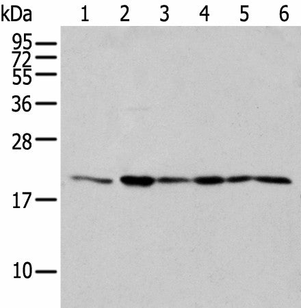 Western blot analysis of 293T cell Human testis tissue Jurkat and A549 cell using EEF1E1 Polyclonal Antibody at dilution of 1:300