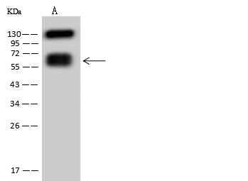Anti-Human CD19 Antibody [A970] - ABMIUM