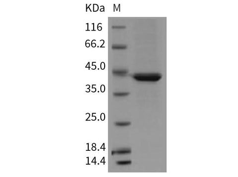 > 92 % as determined by reducing SDS-PAGE.