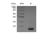 > 95 % as determined by reducing SDS-PAGE.