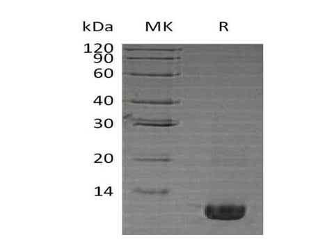 > 95 % as determined by reducing SDS-PAGE.