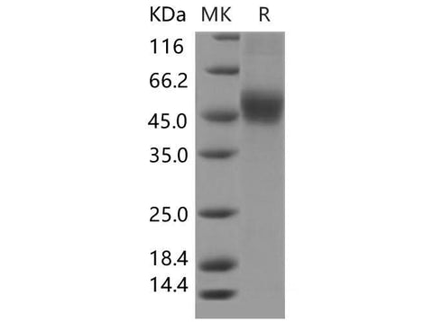 > 90 % as determined by reducing SDS-PAGE.