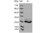 > 90 % as determined by reducing SDS-PAGE.