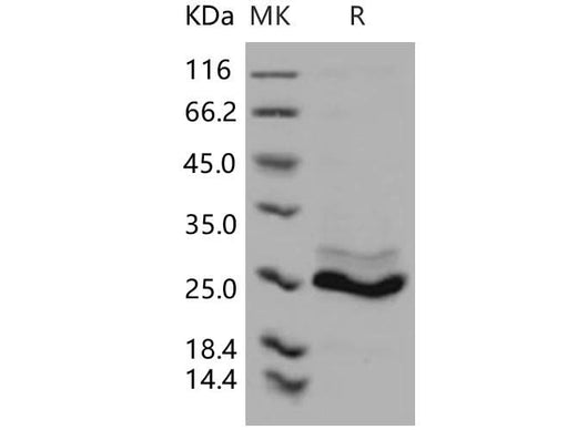 > 90 % as determined by reducing SDS-PAGE.