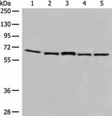 Anti-Human/Mouse/Rat EHD1 Antibody - ABMIUM