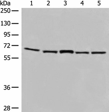 Anti-Human/Mouse/Rat EHD1 Antibody - ABMIUM