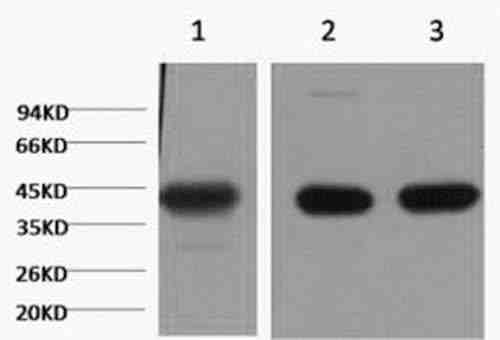 Anti-Human/Mouse/Rat α skeletal muscle actin Antibody [4A6]