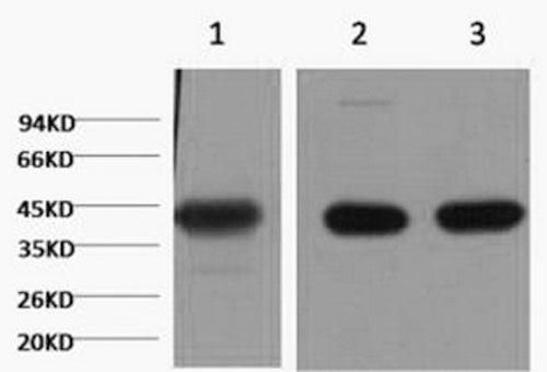 Western Blot analysis of 1) Hela, 2) Mouse brain, 3) Rat brain using ACTA1 Monoclonal Antibody at dilution of 1:1000.
