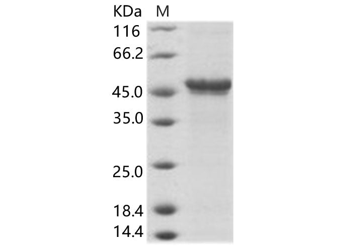 > 90 % as determined by reducing SDS-PAGE.