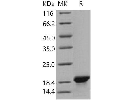 > 97 % as determined by reducing SDS-PAGE.