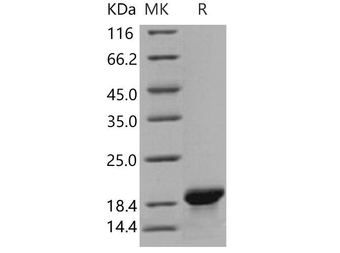 > 97 % as determined by reducing SDS-PAGE.