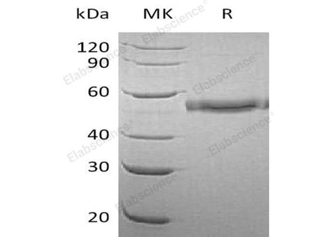 > 95 % as determined by reducing SDS-PAGE.