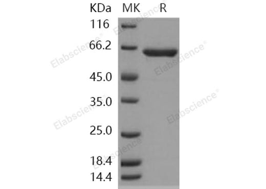 > 95 % as determined by reducing SDS-PAGE.