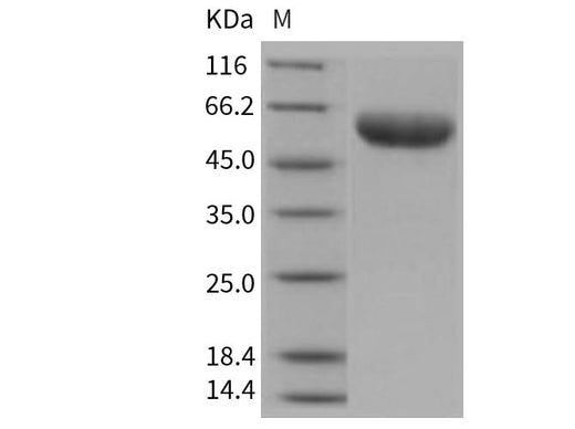 > 97 % as determined by reducing SDS-PAGE.