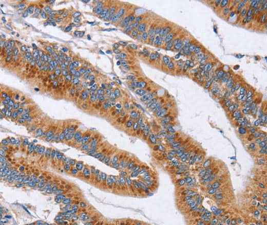 Anti-Human SIGLEC6 Antibody