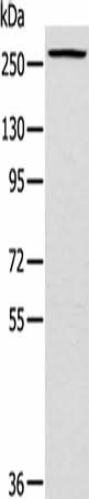 Anti-Human/Mouse TLN1 Antibody - ABMIUM