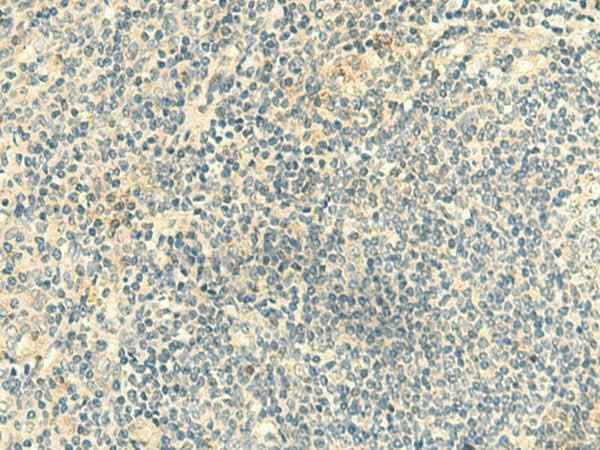 Anti-Human CLEC10A Antibody