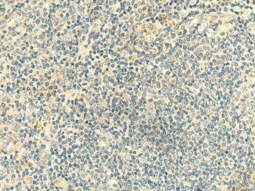 Anti-Human CLEC10A Antibody