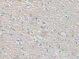 Immunohistochemistry of paraffin-embedded Human brain tissue using CDH12 Polyclonal Antibody at dilution of 1:60(×200)