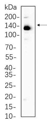 Anti-Human/Mouse/Rat ULK1 Antibody [B1083]