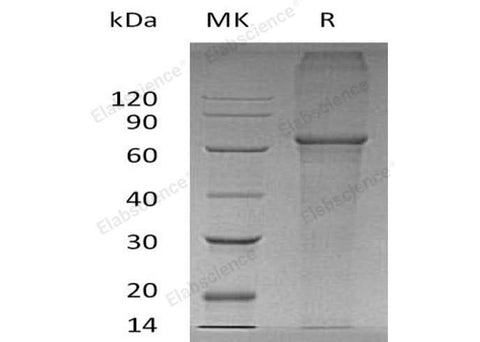 > 95 % as determined by reducing SDS-PAGE.
