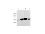 Anti-Human/Mouse/Rat GDF-8 Antibody - ABMIUM