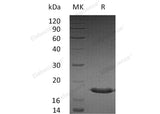 Recombinant Human SUMO3/SMT3A Protein - ABMIUM