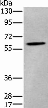 Anti-Human/Mouse/Rat ZKSCAN1 Antibody
