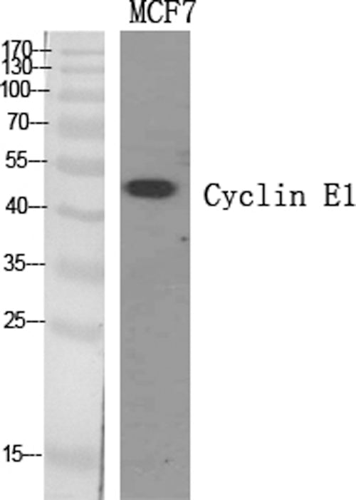 Western Blot analysis of MCF7 cells using Cyclin E1 Polyclonal Antibody at dilution of 1:500.