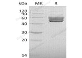 > 95 % as determined by reducing SDS-PAGE.