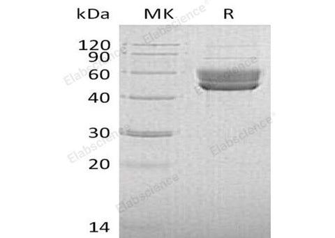 > 95 % as determined by reducing SDS-PAGE.