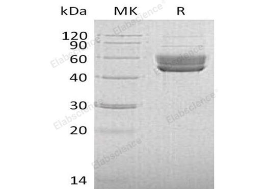 > 95 % as determined by reducing SDS-PAGE.