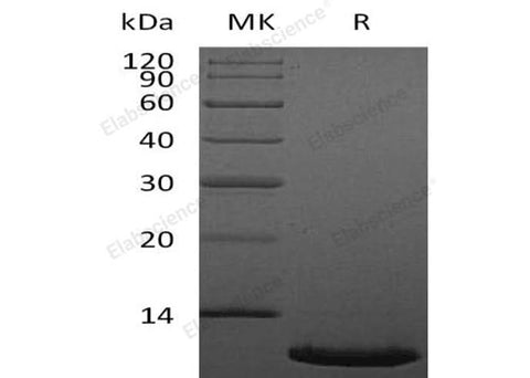 Recombinant Human CXCL12/SDF-1 Protein (aa22-89) - ABMIUM