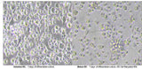 Morphological observation of BMDC: immature DC (left) cells have a few dendritic projections and few cells aggregate and grow in clusters; mature DC cells (right) have more dendritic projections and more cell clusters.
