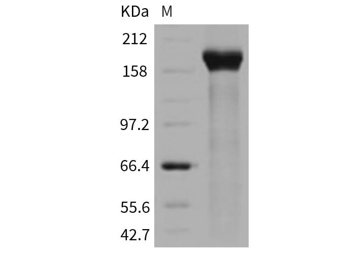 > 90 % as determined by reducing SDS-PAGE.