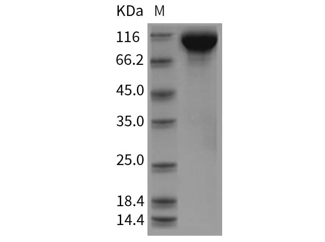 > 98 % as determined by reducing SDS-PAGE.