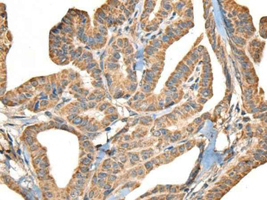 Anti-Human SLAMF7 Antibody