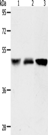 Anti-Human/Mouse ACOT9 Antibody - ABMIUM