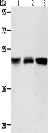 Anti-Human/Mouse ACOT9 Antibody - ABMIUM