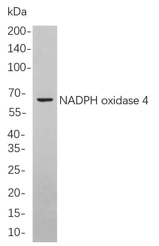 Anti-Human/Mouse/Rat NADPH oxidase 4 Antibody [B821] - ABMIUM