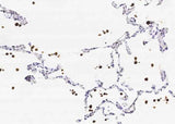 Anti-Human/Cynomolgus CD68 Antibody [A1151] - ABMIUM