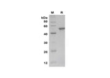 SDS-PAGE analysis of Human HIF-1α proteins, 2 μg/lane of Recombinant Human HIF-1α proteins was resolved with SDS-PAGE under reducing conditions, showing bands at 50 kDa.