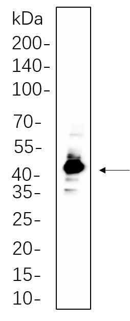 Anti-Human/Mouse/Rat/Fish IRF-1 Antibody [B1068]