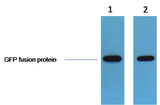 GFP-Tag Rabbit pAb