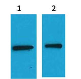 EYFP-Tag Mouse pAb