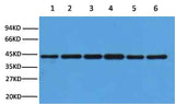 β-actin Rabbit pAb
