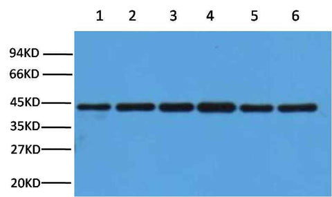 β-actin Rabbit pAb